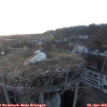 19_45-nest.jpg