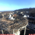 07_50-nest.jpg