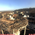 08_05-nest.jpg
