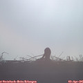 08_10-mast.jpg