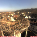 08_35-nest.jpg