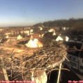 08_45-nest.jpg