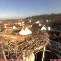 08_50-nest.jpg