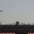 09_25-mast.jpg
