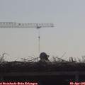 09_50-mast.jpg