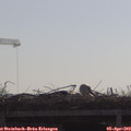 10_10-mast.jpg