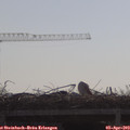10_15-mast.jpg