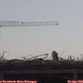 10_20-mast.jpg