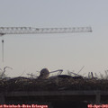 10_25-mast.jpg
