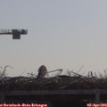 10_40-mast.jpg