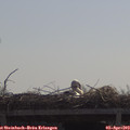 11_00-mast.jpg