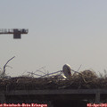 11_05-mast.jpg
