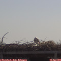 11_10-mast.jpg