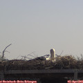 11_25-mast.jpg