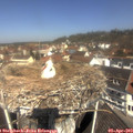 11_30-nest.jpg