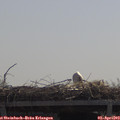 11_35-mast.jpg