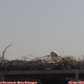 11_40-mast.jpg