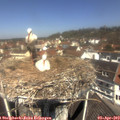 11_45-nest.jpg