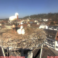 11_50-nest.jpg