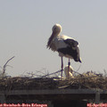 12_00-mast.jpg