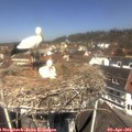 12_00-nest.jpg