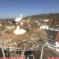 12_20-nest.jpg