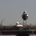 12_35-mast.jpg
