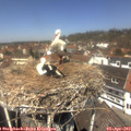 12_45-nest.jpg
