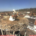 12_50-nest.jpg
