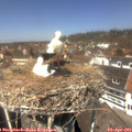 13_00-nest.jpg