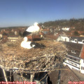 13_05-nest.jpg