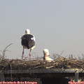 13_10-mast.jpg