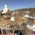 13_20-nest.jpg