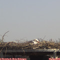 13_25-mast.jpg