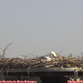 13_30-mast.jpg