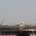 13_40-mast.jpg