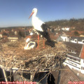 13_50-nest.jpg