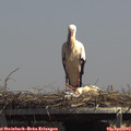 14_00-mast.jpg