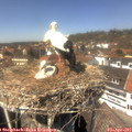 14_00-nest.jpg