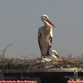 14_05-mast.jpg