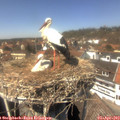 14_05-nest.jpg