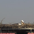 14_10-mast.jpg