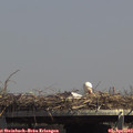 14_15-mast.jpg