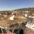 14_50-nest.jpg