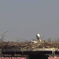 15_10-mast.jpg