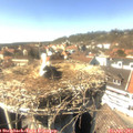15_15-nest.jpg
