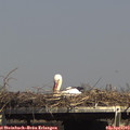 15_25-mast.jpg