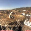 15_25-nest.jpg
