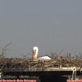 15_30-mast.jpg