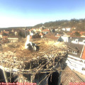 15_30-nest.jpg